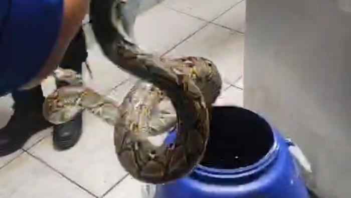Seekor ular piton sepanjang 2 meter ditemukan di bawah mesin cuci di rumah warga di Kelurahan Gajahmungkur, Kecamatan Gajahmungkur, Kota Semarang.