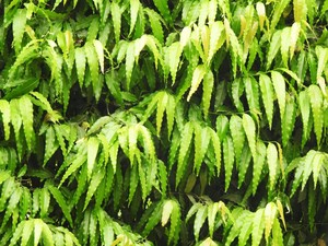 Pohon Mimba Bisa untuk Penyakit Apa Saja? Ini 12 Manfaatnya bagi Kesehatan