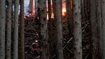 Kebakaran Hutan Jepang Belum Terkendali, Ribuan Warga Dievakuasi