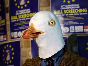 Di Belgia Ada Kompetisi Tiru Suara Burung Camar, yang Paling Mirip Jadi Juara