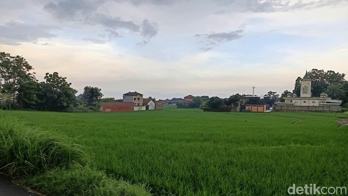 Lahan pertanian di Kabupaten Cirebon