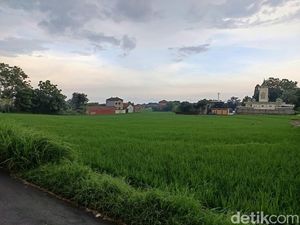 Tantangan Pertanian Cirebon Hadapi Kemarau Panjang