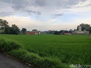 Tantangan Pertanian Cirebon Hadapi Kemarau Panjang