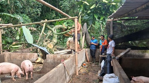 Pohon tumbang timpa ternak babi di wilayah Desa Pasedahan, Kecamatan Manggis, Karangasem, Selasa (28/4/2026). (Foto: Dok. BPBD Karangasem)