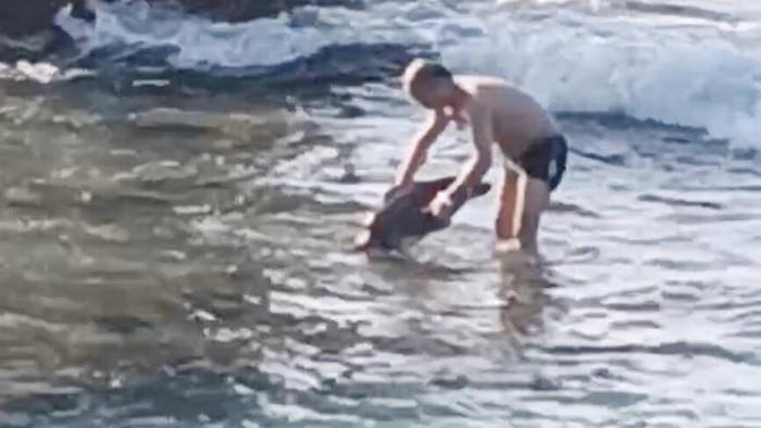 Turis angkat penyu hijau yang dilindungi di pantai Taiwan