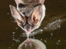 8 Jenis Kelelawar Unik Ini Bakal Bikin Kamu Gemas Maksimal