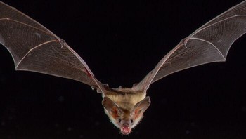 Pallid bat, Sang pemburu pemberani! Berbeda dengan saudaranya, mereka lebih suka berburu di tanah dan hebatnya lagi, mereka kebal terhadap racun kalajengking yang jadi camilan favoritnya. josegabrielwildlife via BoredPanda