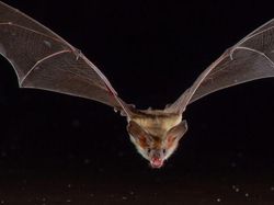 8 Jenis Kelelawar Unik Ini Bakal Bikin Kamu Gemas Maksimal