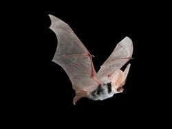 8 Jenis Kelelawar Unik Ini Bakal Bikin Kamu Gemas Maksimal