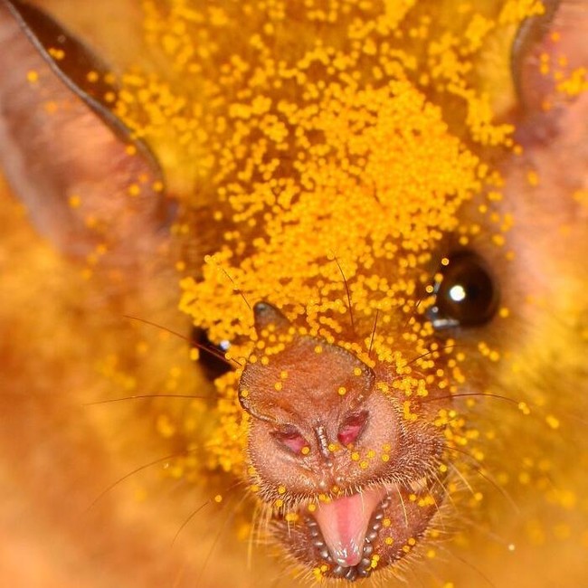 8 Jenis Kelelawar Unik Ini Bakal Bikin Kamu Gemas Maksimal