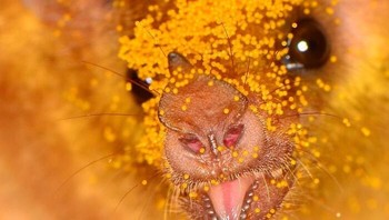 Commissariss long-tongued bat, Si lidah panjang penyuka nektar. Lucunya, kelelawar ini punya reputasi kocak sebagai pencuri camilan cheese puffs jika menemukannya di sekitar manusia. josegabrielwildlife via BoredPanda
