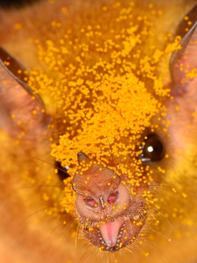 8 Jenis Kelelawar Unik Ini Bakal Bikin Kamu Gemas Maksimal