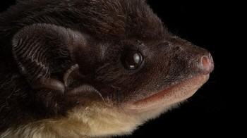 Sheath-tailed bat, Si mungil pemakan serangga yang punya tatapan mata sayu. Sayangnya, beberapa jenisnya kini berstatus terancam punah akibat hilangnya habitat asli mereka di alam liar. josegabrielwildlife via BoredPanda