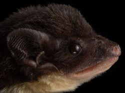 8 Jenis Kelelawar Unik Ini Bakal Bikin Kamu Gemas Maksimal