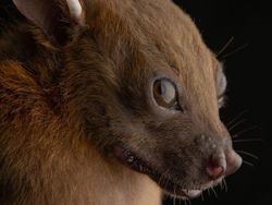 8 Jenis Kelelawar Unik Ini Bakal Bikin Kamu Gemas Maksimal