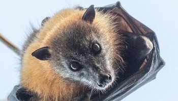 Grey-headed Flying Fox, Berasal dari Australia, kelelawar buah raksasa ini punya bentang sayap mencapai 3 meter! Meskipun besar, wajahnya yang mirip rubah kecil membuatnya tetap terlihat imut. josegabrielwildlife via BoredPanda