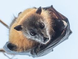 8 Jenis Kelelawar Unik Ini Bakal Bikin Kamu Gemas Maksimal