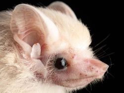 8 Jenis Kelelawar Unik Ini Bakal Bikin Kamu Gemas Maksimal