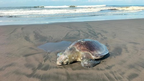 Bangkai penyu lekang terdampar di pesisir Pantai Yehembang, Kecamatan Mendoyo, Kabupaten Jembrana, Bali, Rabu (29/4/2026). (Polres Jembrana)