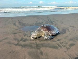Bangkai Penyu Lekang Terdampar di Pantai Yehembang Jembrana