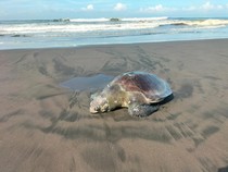 Bangkai Penyu Lekang Terdampar di Pantai Yehembang Jembrana