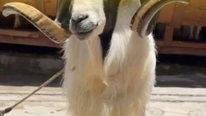Video: Upgrade Hewan Qurbanmu Dengan Yang Terbaik di Celengan Qurban Jakarta