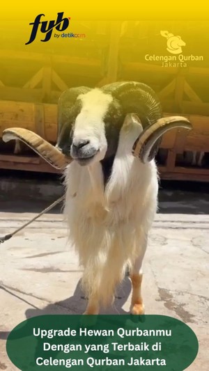 Video: Upgrade Hewan Qurbanmu Dengan Yang Terbaik di Celengan Qurban Jakarta