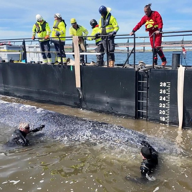 Drama Penyelamatan Paus Bungkuk Timmy Menuju Laut Utara