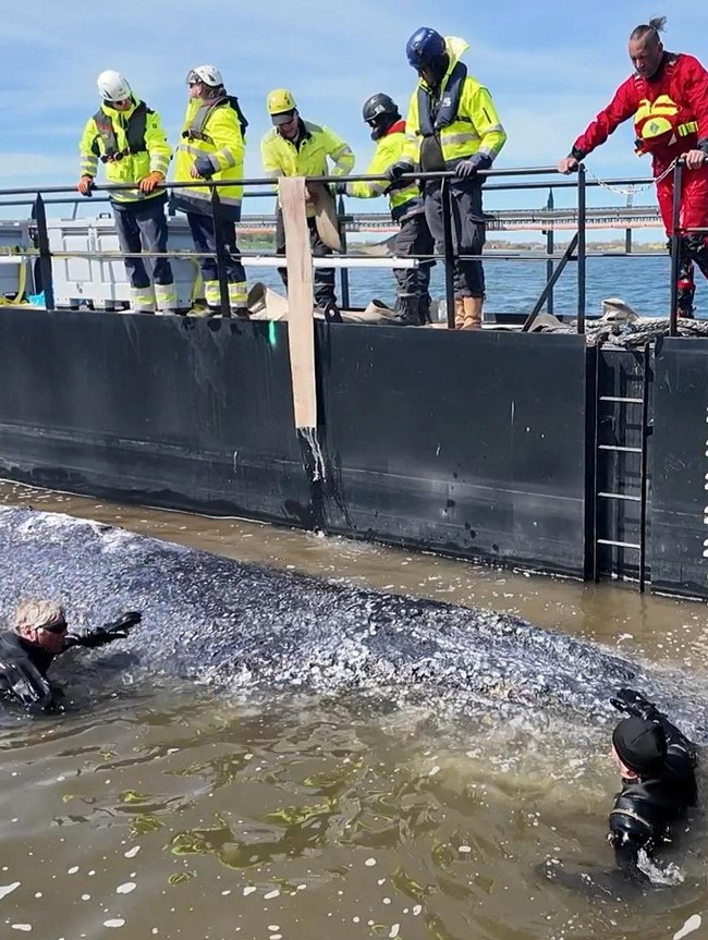 Drama Penyelamatan Paus Bungkuk Timmy Menuju Laut Utara