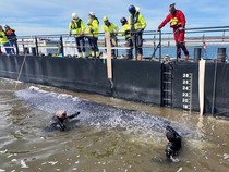 Drama Penyelamatan Paus Bungkuk Timmy Menuju Laut Utara