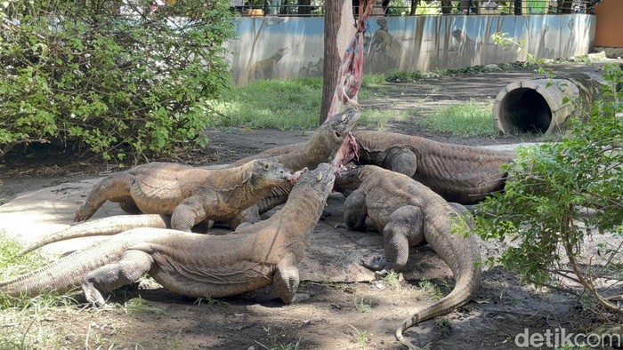 Kerjasama KBS dengan Jepang pinjamkan komodo