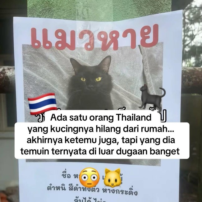 Orang Ini Kucingnya Hilang, Pas Ketemu Ada Banyak Kejanggalan