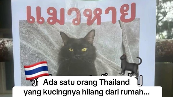 Orang Ini Kucingnya Hilang, Pas Ketemu Ada Banyak Kejanggalan