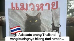 Orang Ini Kucingnya Hilang, Pas Ketemu Ada Banyak Kejanggalan