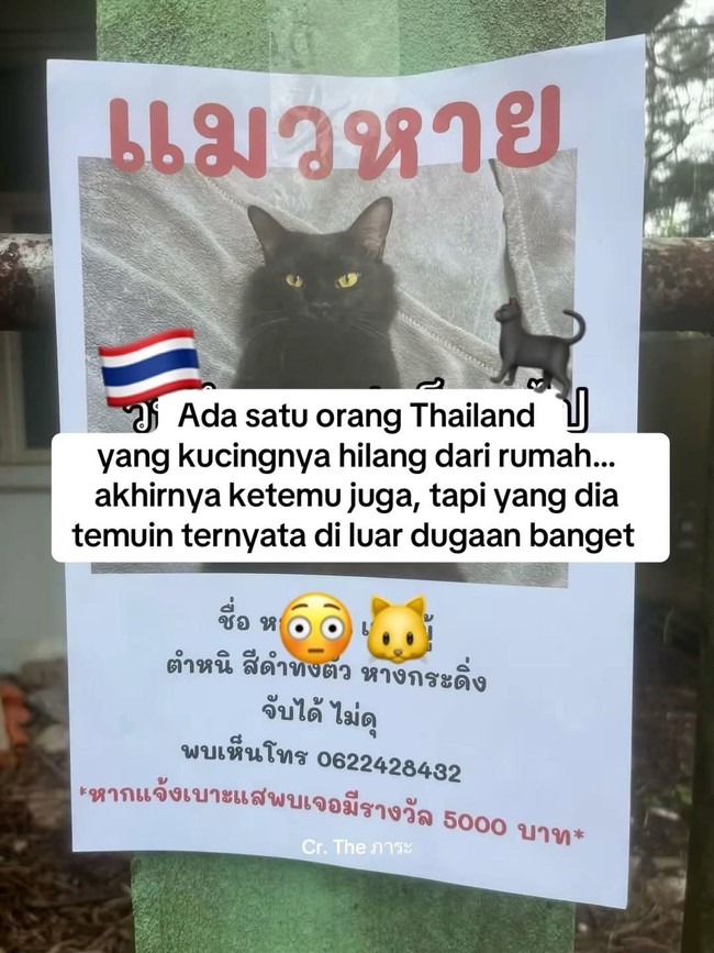 Orang Ini Kucingnya Hilang, Pas Ketemu Ada Banyak Kejanggalan
