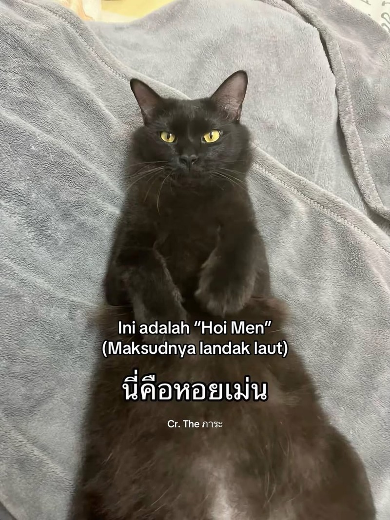 Ada satu orang di Thailand yang kehilangan kucing. Setelah dia cari, akhirnya ketemu. Akan tetapi, ada yang aneh dari kucing yang dia temukan.