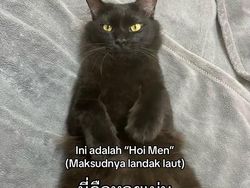 Orang Ini Kucingnya Hilang, Pas Ketemu Ada Banyak Kejanggalan