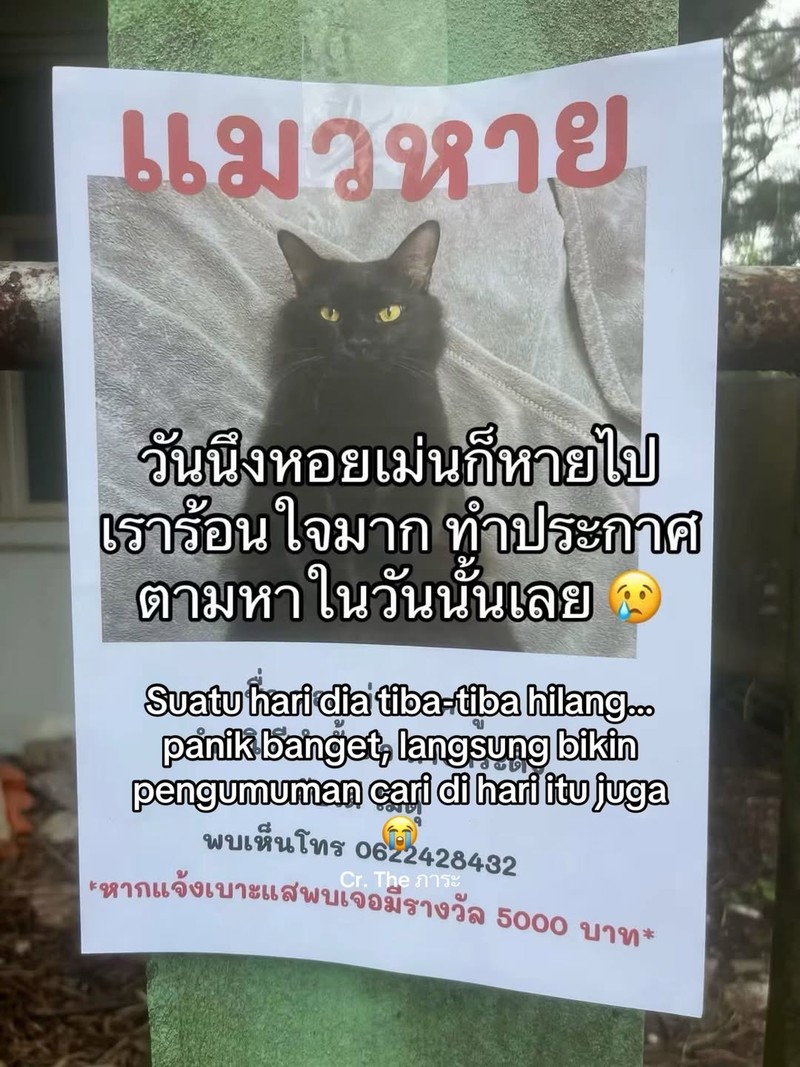 Ada satu orang di Thailand yang kehilangan kucing. Setelah dia cari, akhirnya ketemu. Akan tetapi, ada yang aneh dari kucing yang dia temukan.