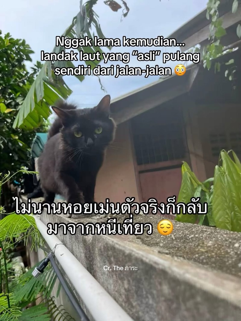 Ada satu orang di Thailand yang kehilangan kucing. Setelah dia cari, akhirnya ketemu. Akan tetapi, ada yang aneh dari kucing yang dia temukan.