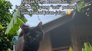 Nggak lama, ada kucing lain yang datang. Loh, ini Hoi Men yang asli yang mana?! Foto: The ภาระ/Instagram @cicibangkokk