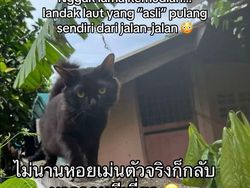 Orang Ini Kucingnya Hilang, Pas Ketemu Ada Banyak Kejanggalan