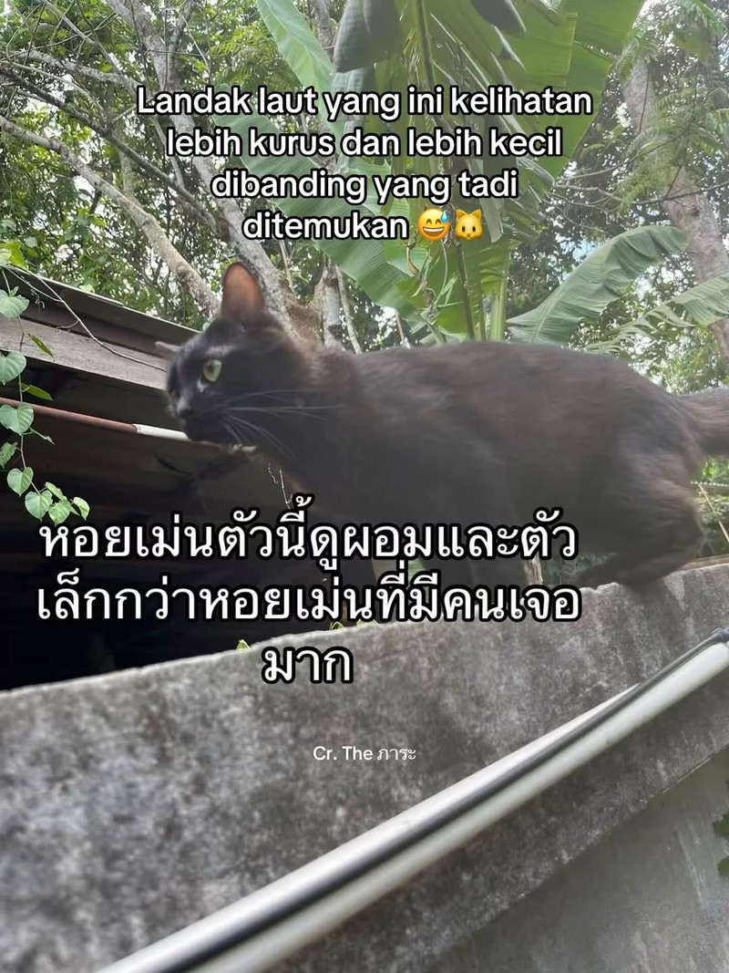 Ada satu orang di Thailand yang kehilangan kucing. Setelah dia cari, akhirnya ketemu. Akan tetapi, ada yang aneh dari kucing yang dia temukan.