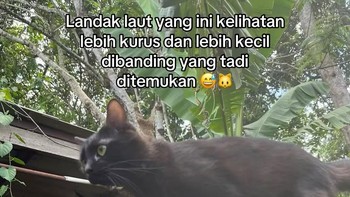 Kalau yang ini lebih kurus dan kecil dari suspect pertama. Foto: The ภาระ/Instagram @cicibangkokk