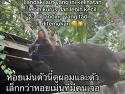 Orang Ini Kucingnya Hilang, Pas Ketemu Ada Banyak Kejanggalan