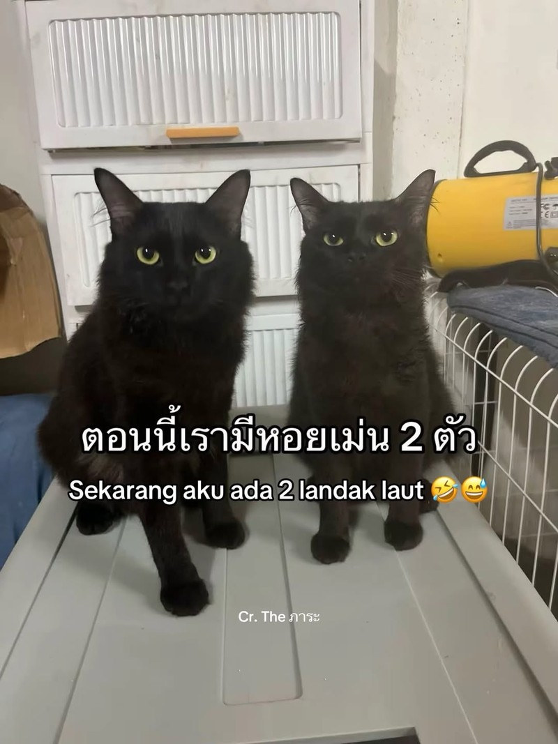 Ada satu orang di Thailand yang kehilangan kucing. Setelah dia cari, akhirnya ketemu. Akan tetapi, ada yang aneh dari kucing yang dia temukan.