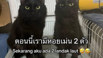 Sekarang, sudah ada dua Landak Laut. Tapi keanehan belum berhenti sampai di sini. Foto: The ภาระ/Instagram @cicibangkokk