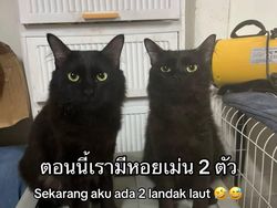 Orang Ini Kucingnya Hilang, Pas Ketemu Ada Banyak Kejanggalan