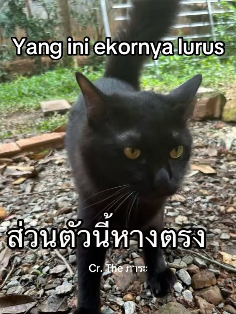 Ada satu orang di Thailand yang kehilangan kucing. Setelah dia cari, akhirnya ketemu. Akan tetapi, ada yang aneh dari kucing yang dia temukan.