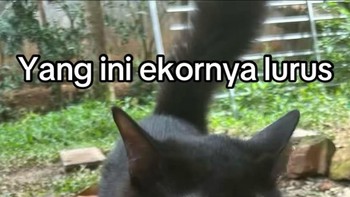 Terduga pertama: ekornya lurus. Foto: The ภาระ/Instagram @cicibangkokk