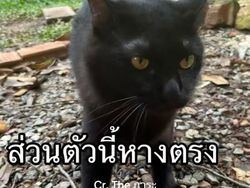 Orang Ini Kucingnya Hilang, Pas Ketemu Ada Banyak Kejanggalan